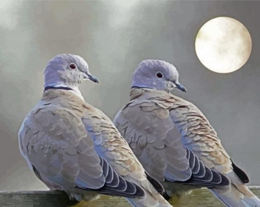 Gray Dove Birds paint by number
