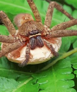 Huntsman Spider With Egg Sack paint by number