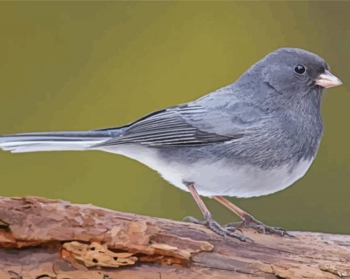 Junco Bird On Stick paint by number