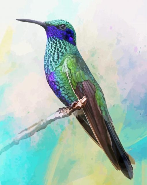 Mexican Violetear Art paint by number