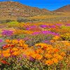 Namaqua National Park Blooming Desert paint by number