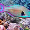Parrot Fish paint by number