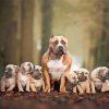 Pit Bull Family Dogs paint by number