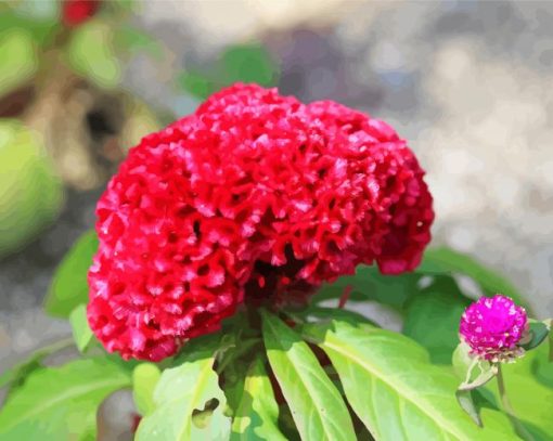 Red Cockscomb Flower paint by number