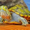Red Eared Slider Turtle paint by number