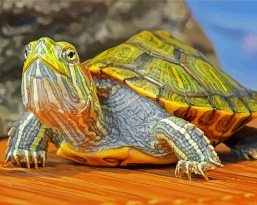 Red Eared Slider Turtle paint by number