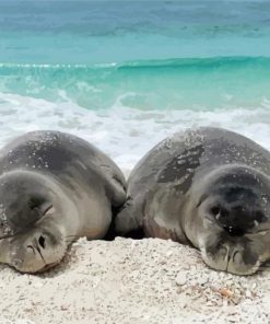 Two Monk Seal paint by number