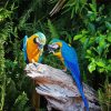 Two Parrots In Jungle Green With Blue paint by number