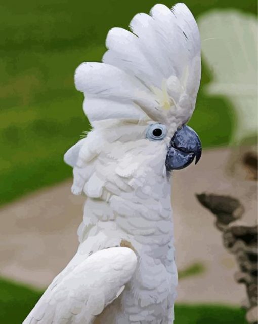 White Umbrella Cockatoo Bird paint by number