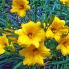 Yellow Daylilies paint by number