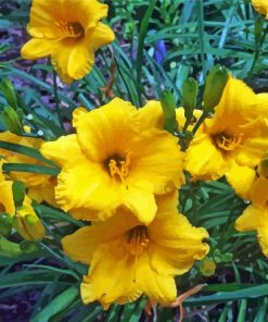 Yellow Daylilies paint by number