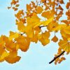 Yellow ﻿Ginkgo Plants paint by number