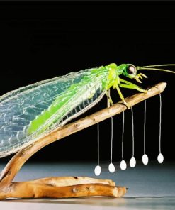 Aesthetic Lacewing paint by number