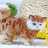 Beautiful Toy Cats paint by number