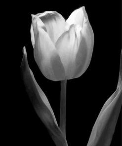 Black And White Tulip Flower paint by number