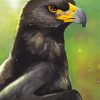 Black Eagle Art paint by number