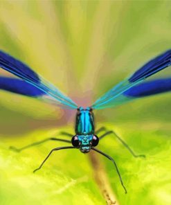 Blue Damsel Fly paint by number