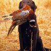 Chocolat Labrador Hunting Bird paint by number