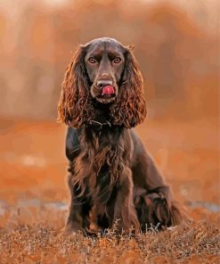 Chocolate Brown Field Spaniel Dog paint by number