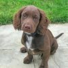 Cute Sprocker paint by number