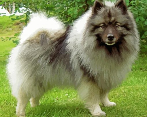 Cute Keeshond Puppy paint by number