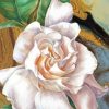 Gardenia Flower Illustration paint by number