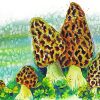 Morel Mushroom Art Illustration paint by number