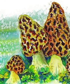 Morel Mushroom Art Illustration paint by number