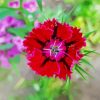 Red Sweet William Flower paint by number