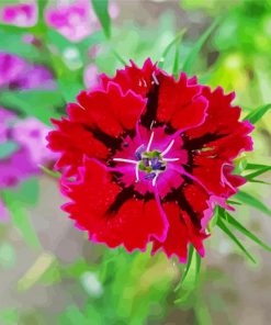 Red Sweet William Flower paint by number