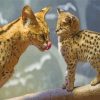 Serval Cat And Her Baby paint by number