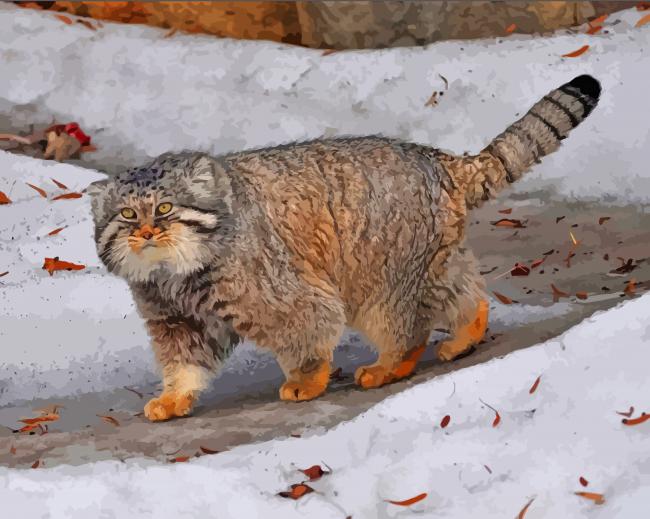 Snow Manul Cat paint by number