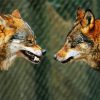 Wolves Face To Face paint by number