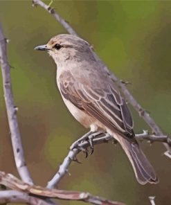 African Grey Flycatcher Paint by number