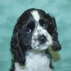 Black And White Cocker Spaniel Puppy paint by number