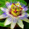 Blue Passionflower paint by number