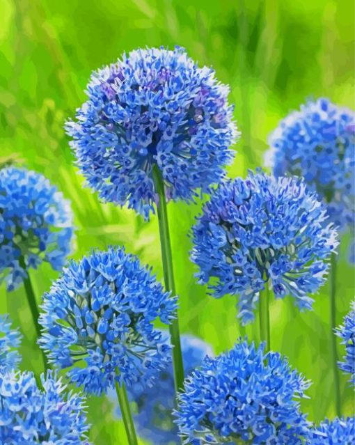 Blue Allium Flowers paint by number