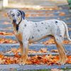 Catahoula Dog paint by number