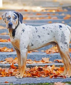 Catahoula Dog paint by number