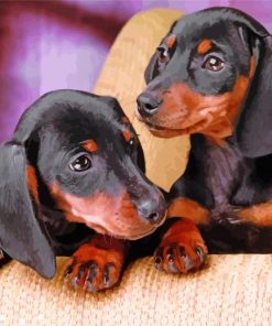 Dachshund Miniature Dogs Animals paint by number