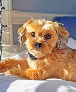 Golden Shorkie Dog paint by number