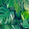 Green Botanical Artwork paint by number