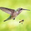 Hummingbird And Bee paint by number