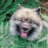 Keeshond Dog And Leaves paint by number