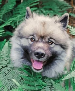 Keeshond Dog And Leaves paint by number