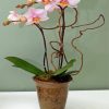 Light Pink Orchids Vase paint by number