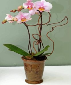 Light Pink Orchids Vase paint by number