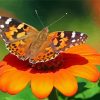 Painted Lady Butterfly Insect Paint by number