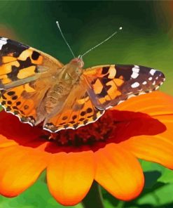 Painted Lady Butterfly Insect Paint by number