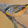 Pardalote Bird paint by number